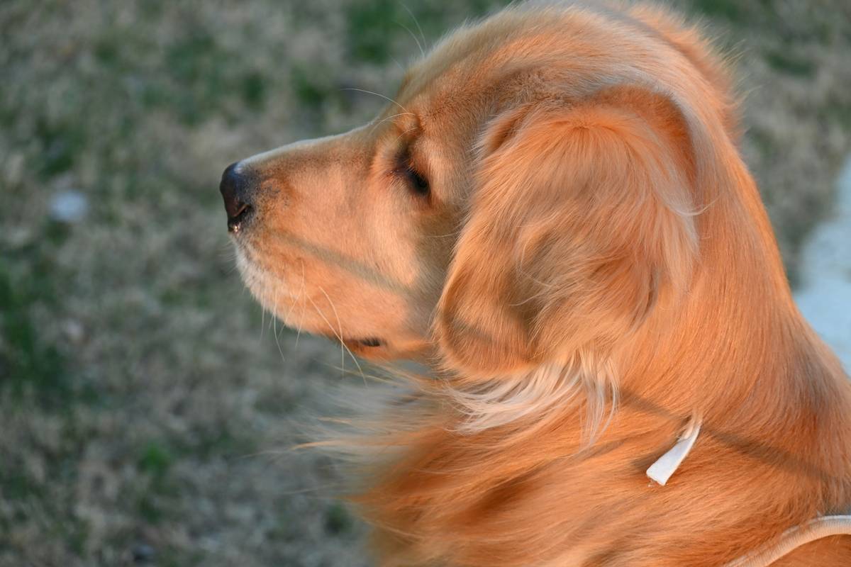 Before: dull, patchy golden retriever coat. After: glossy, full fur after 8 weeks of kelp supplement