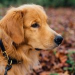 Coat Health FAQs: Your Dog’s Shine Starts with Seaweed (Yes, Really)