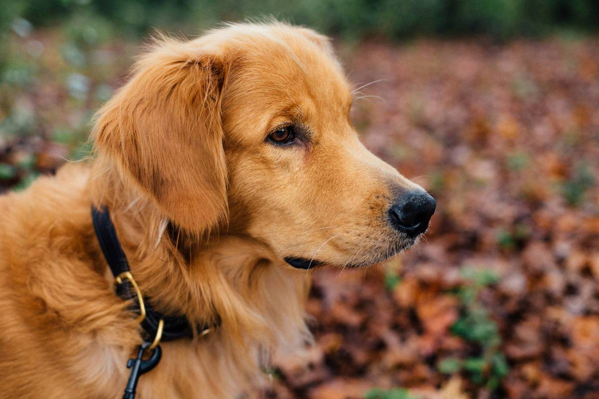 Coat Health FAQs: Your Dog’s Shine Starts with Seaweed (Yes, Really)