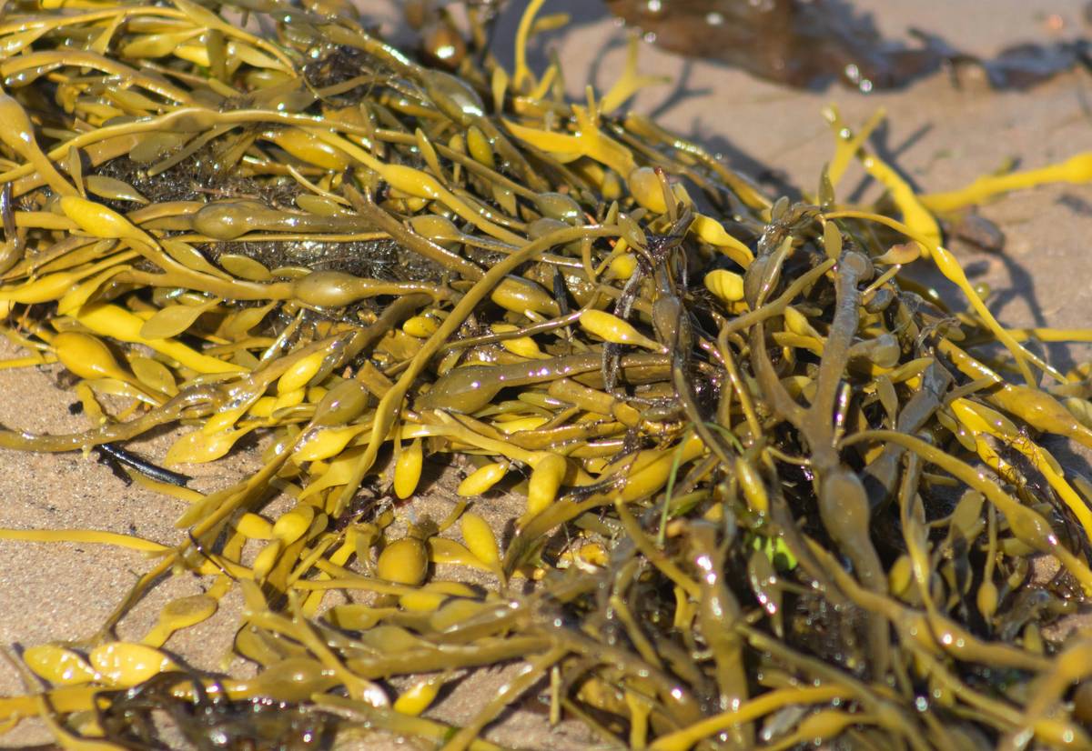 Coat Health Risk Assessments: Why Seaweed Supplements Could Be Your Pet’s Secret Weapon