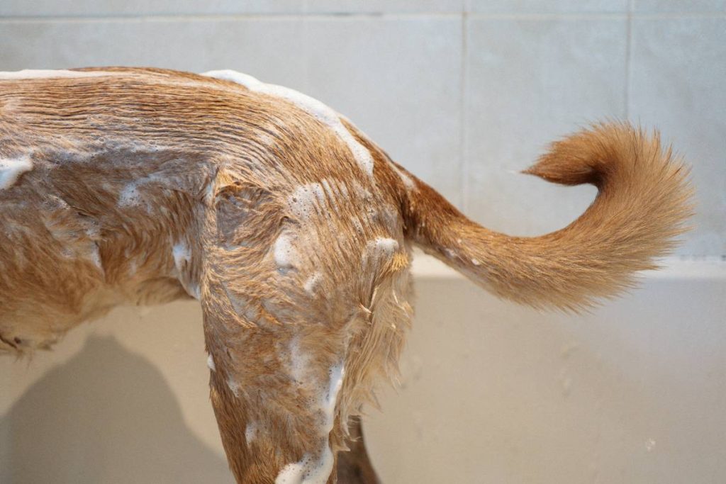 Coat Health Success Metrics: How Seaweed Supplements Deliver Visible, Measurable Results in Your Pet’s Fur