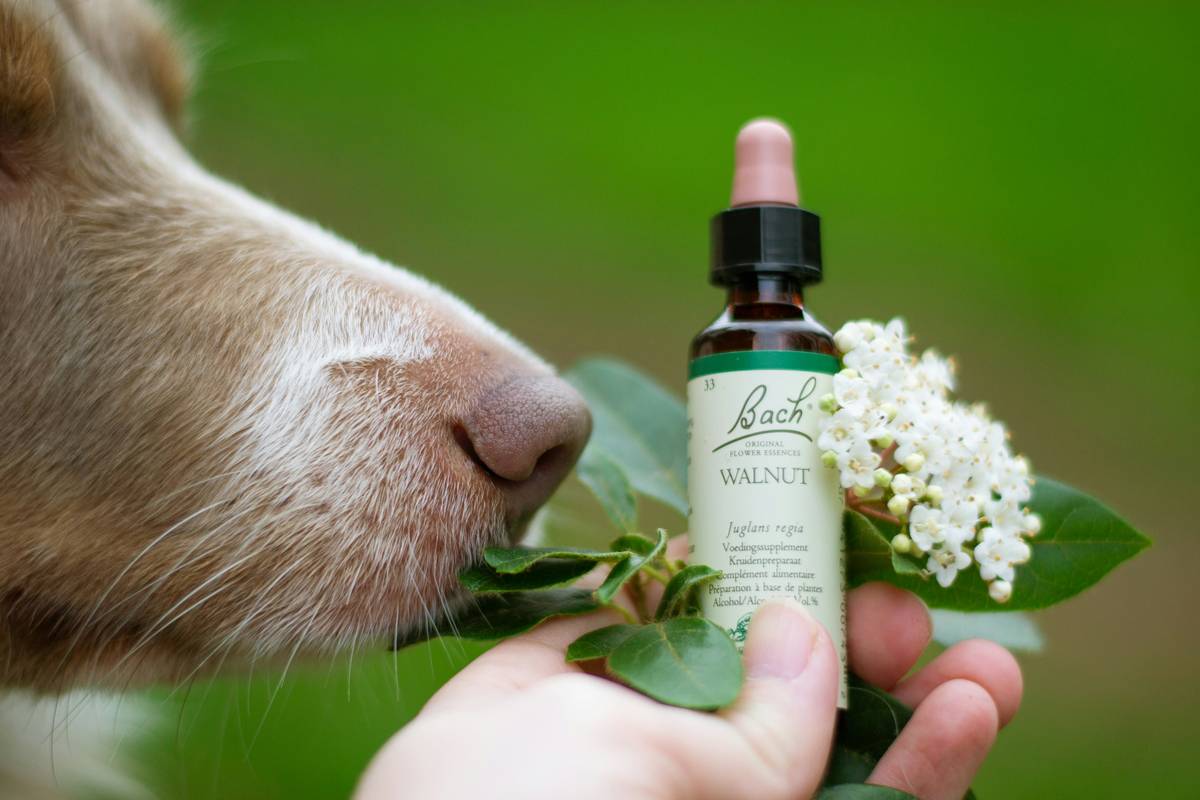 Comparison chart showing mineral content in Ascophyllum nodosum vs. Laminaria digitata vs. commercial multivitamins for pets