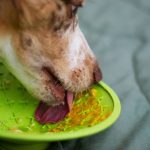 Green Pet Care: Why Seaweed Supplements Are the Ocean’s Gift to Your Dog’s Health