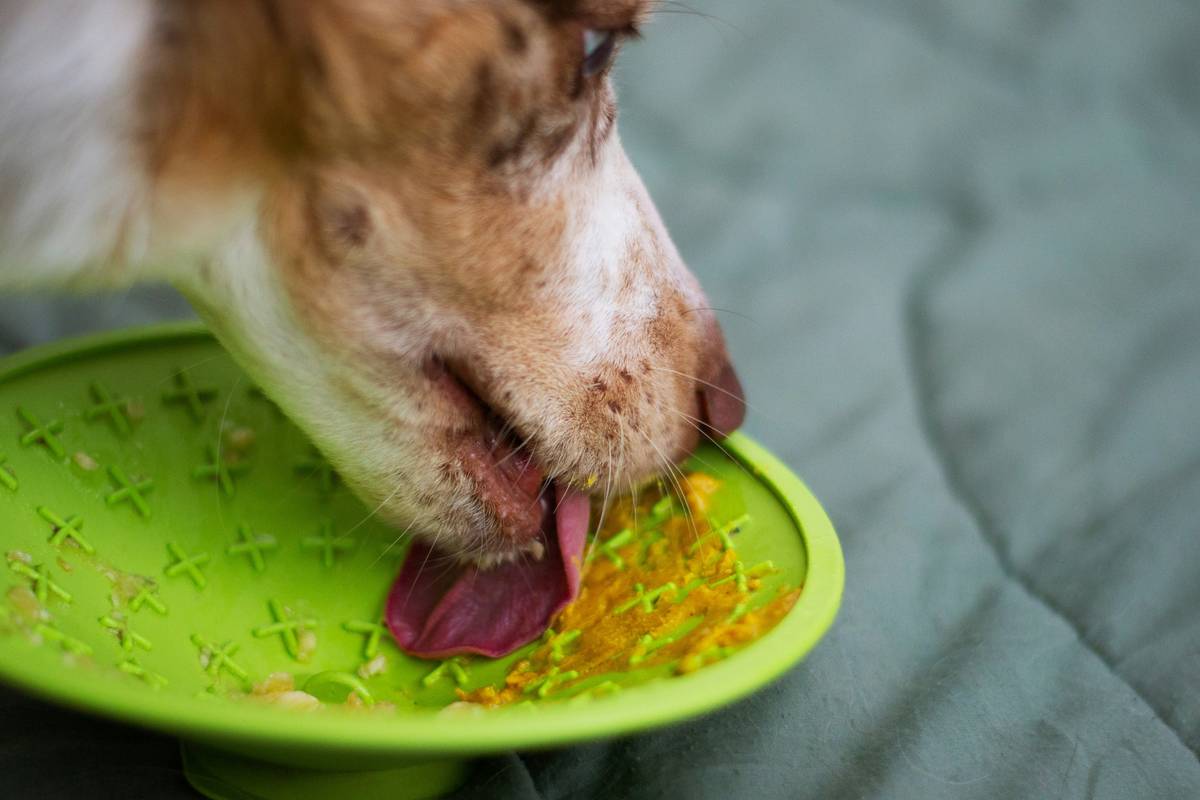 Green Pet Care: Why Seaweed Supplements Are the Ocean’s Gift to Your Dog’s Health