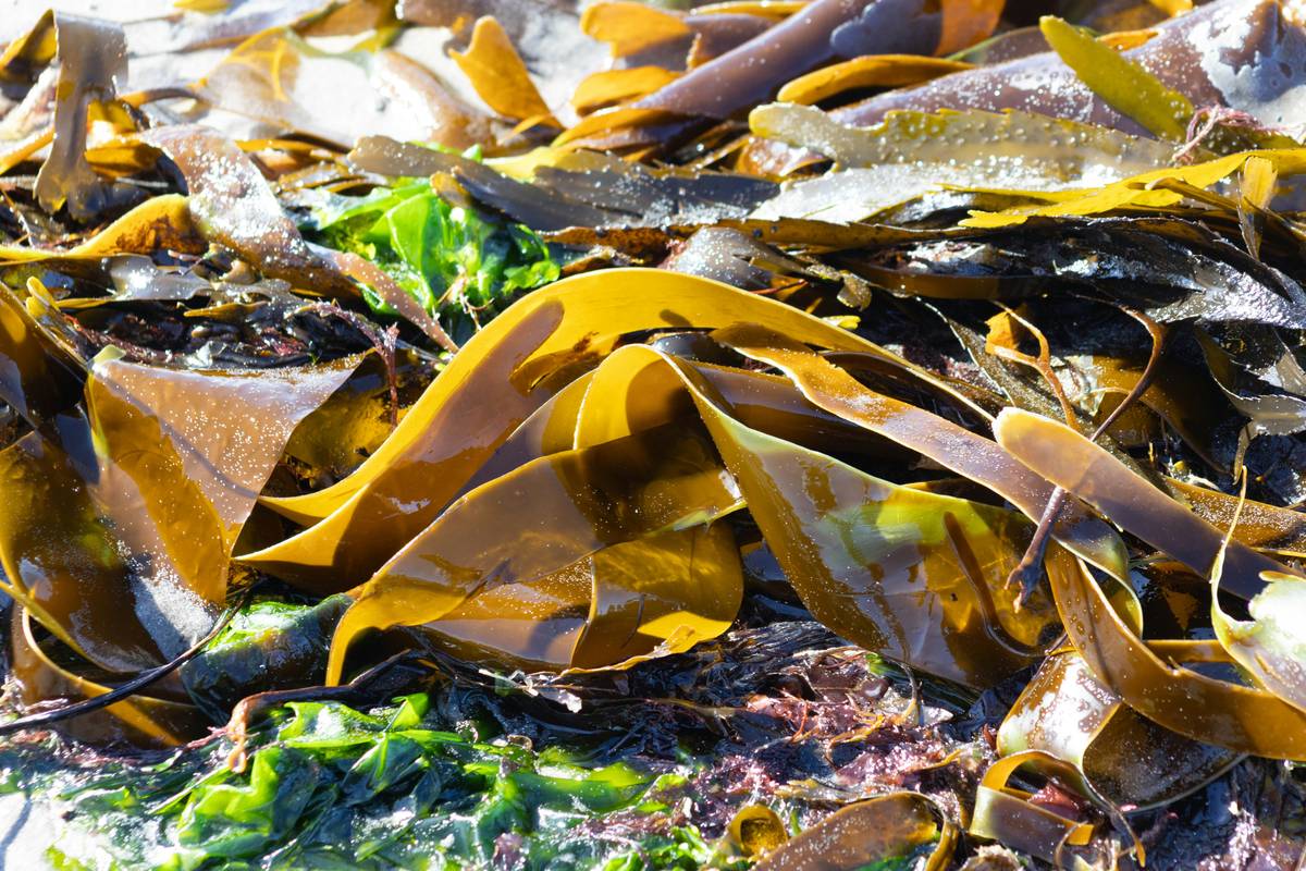 Is Your Dog Missing Out? The Truth About Green Seaweed Supplement Benefits (Backed by Science)