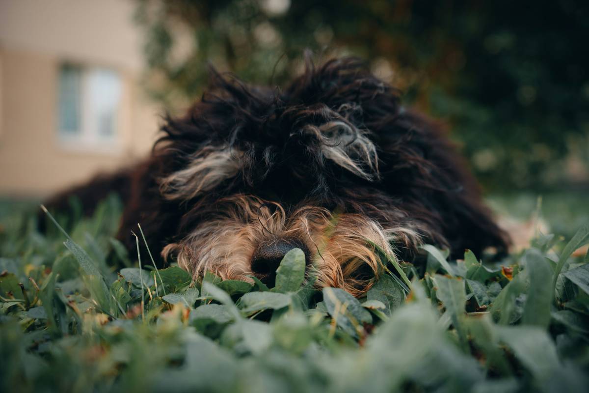 Sustainability FAQs: Are Seaweed Supplements for Pets Truly Eco-Friendly?
