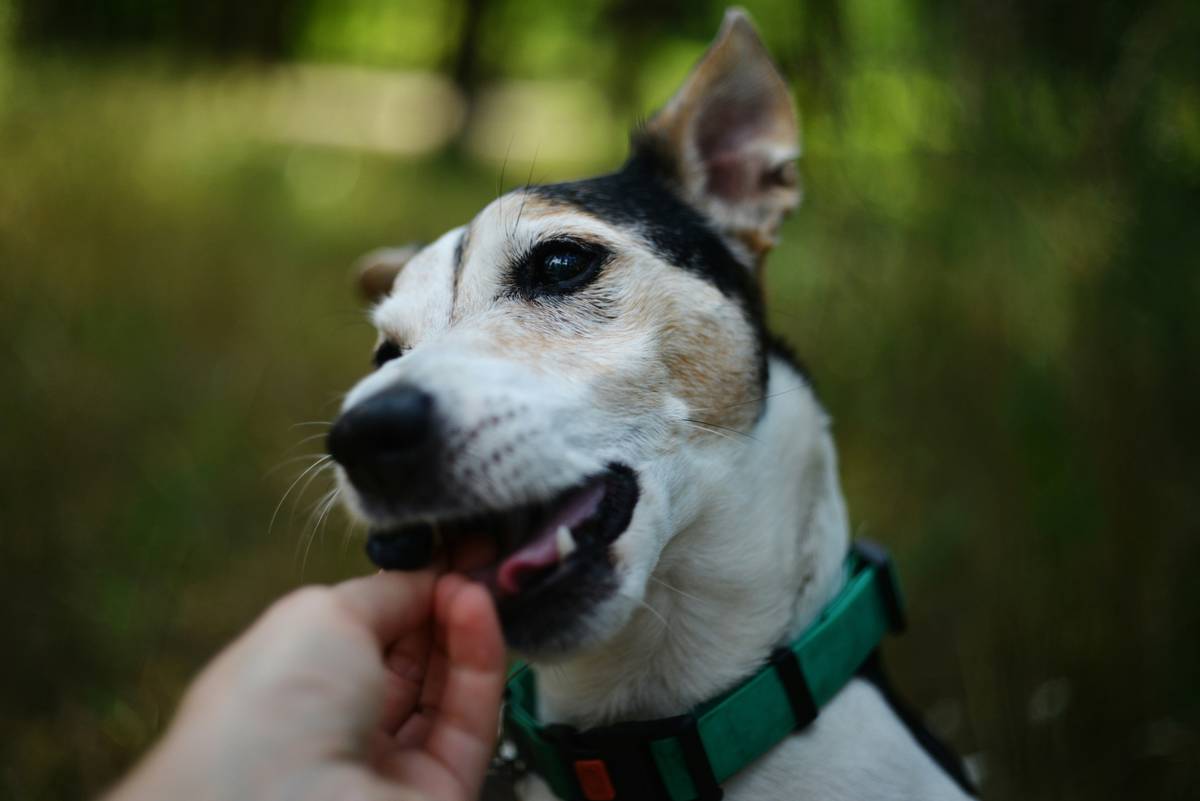 Why Natural Animal Solutions Seaweed Is the Underrated Superfood Your Pet Deserves