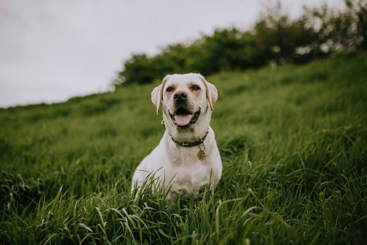 Why Your Pet’s Seaweed Supplement Needs a Sustainability Risk Assessment—And How to Do It Right