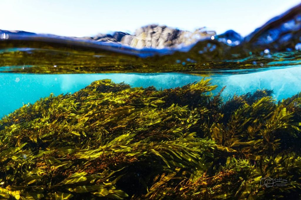 Why Your Pet’s Seaweed Supplement Needs Sustainability Monitoring Tools (And How to Choose the Right Ones)
