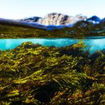 Why Your Pet’s Seaweed Supplement Needs Sustainability Monitoring Tools (And How to Choose the Right Ones)