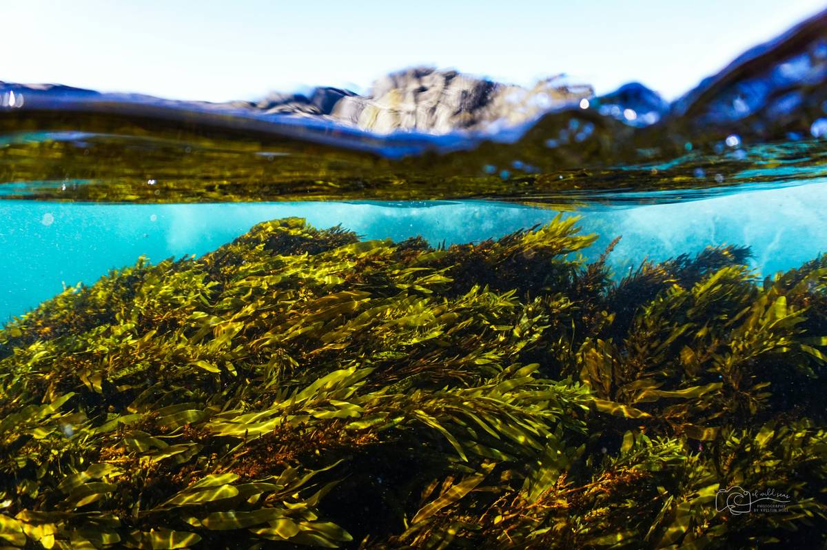 Why Your Pet’s Seaweed Supplement Needs Sustainability Monitoring Tools (And How to Choose the Right Ones)