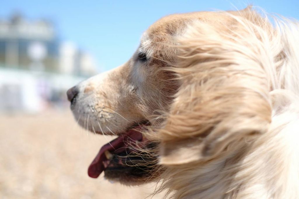 A happy golden retriever