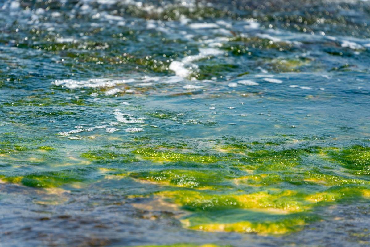 Bar chart showing global seaweed production vs. certified sustainable seaweed: 32M tons total vs. 1.9M tons certified (6%) - source FAO 2022