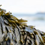 Digestive Support FAQs: What Pet Owners Get Wrong About Seaweed Supplements