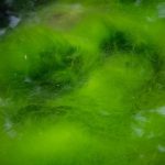 green seaweed extract benefits: The Sustainable Edge Your Pet’s Diet Is Missing