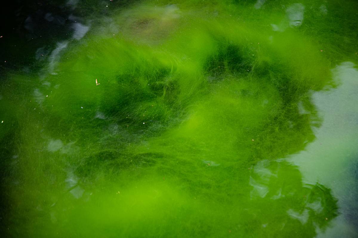 green seaweed extract benefits: The Sustainable Edge Your Pet’s Diet Is Missing
