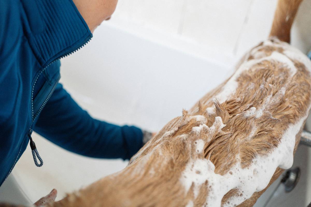 Infographic showing how seaweed oil components like fucoidan and omega-3s support pet skin barrier, reduce inflammation, and improve coat shine