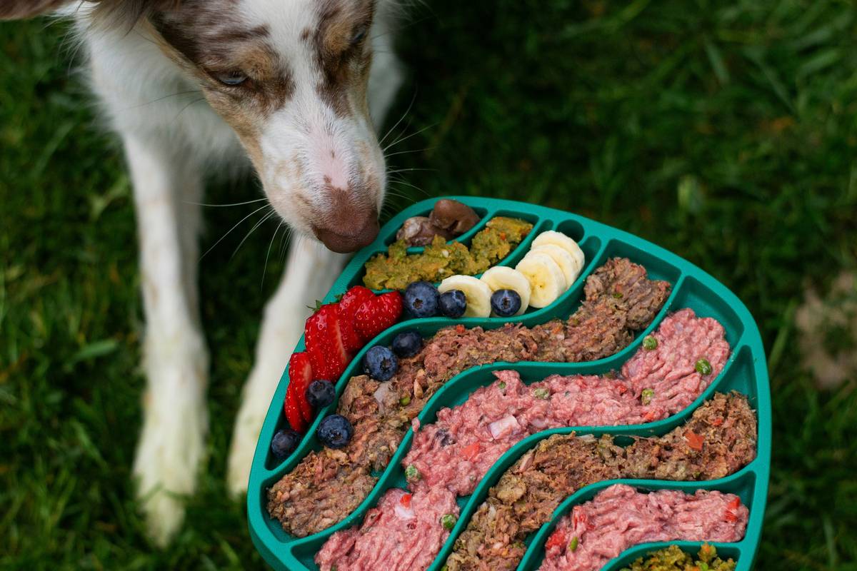 Infographic showing how seaweed prebiotics feed beneficial gut bacteria in dogs, improving digestion and immunity