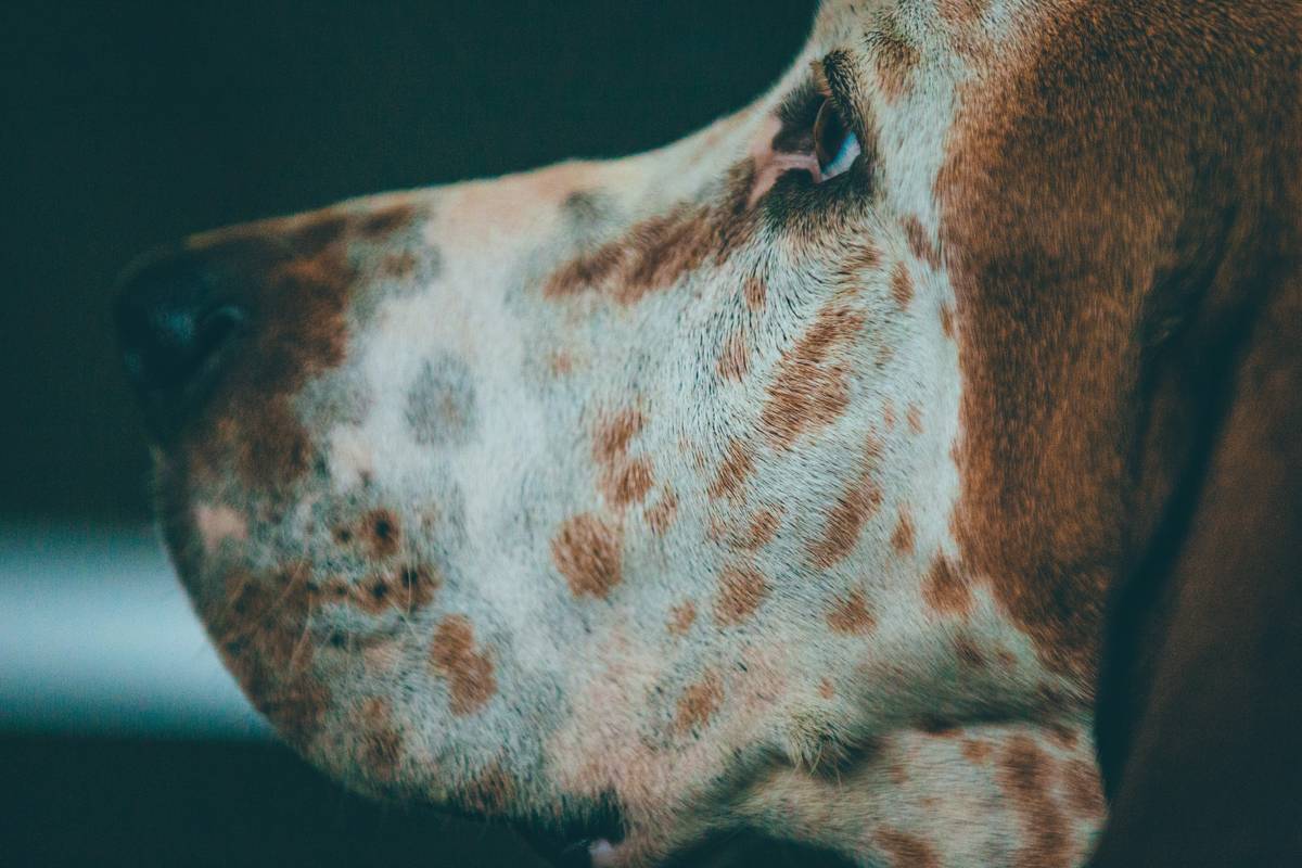 Infographic showing key nutrients in seaweed for dogs skin: iodine for thyroid function, fucoxanthin as antioxidant, alginates for detox
