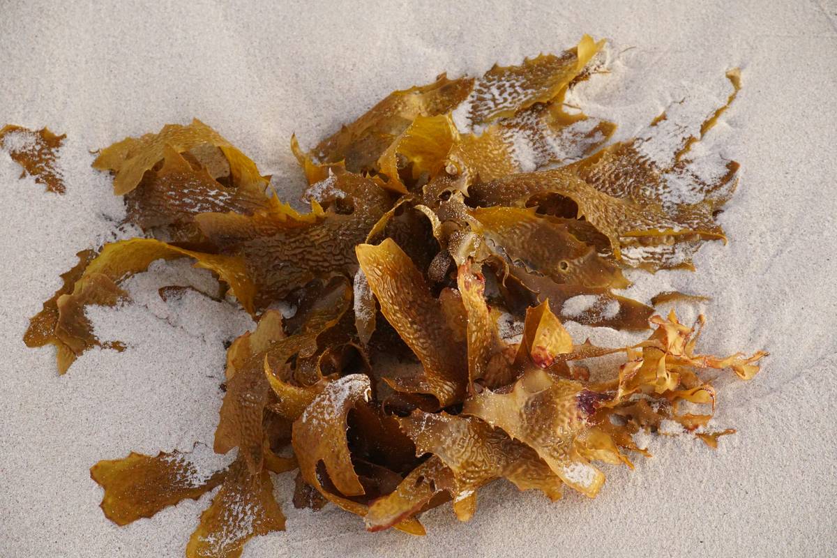 Is Seaweed Good for Skin? How Marine Superfoods Can Transform Your Pet’s Coat & Health