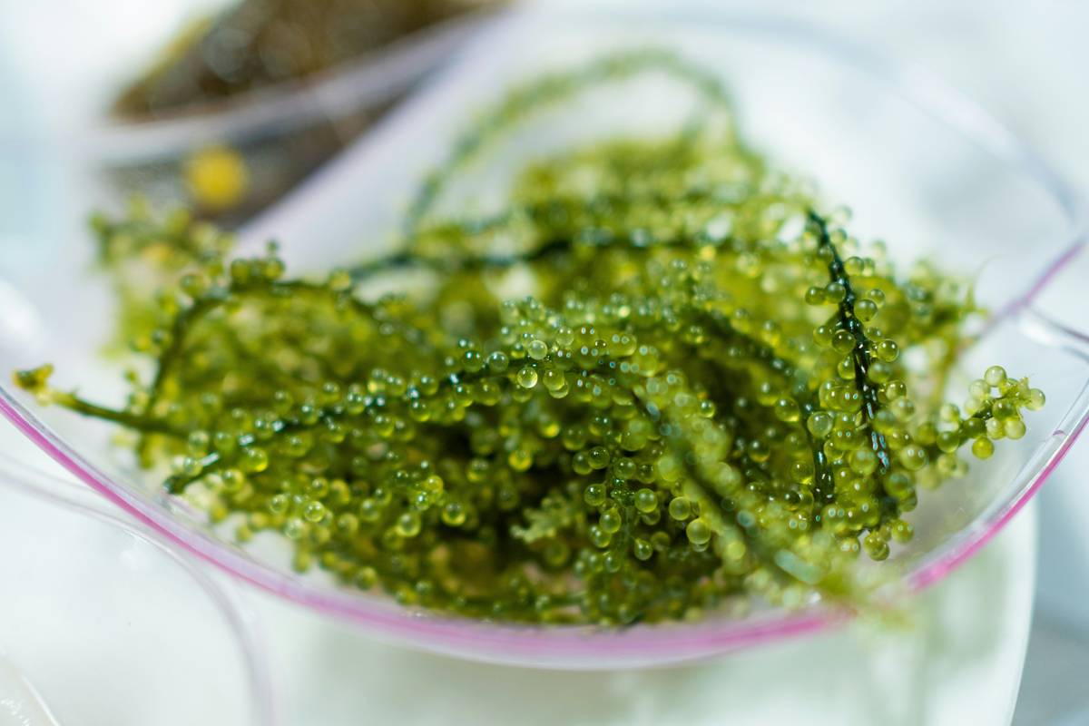 green seaweed extract benefits: raw Ulva lactuca harvested sustainably from Nordic waters
