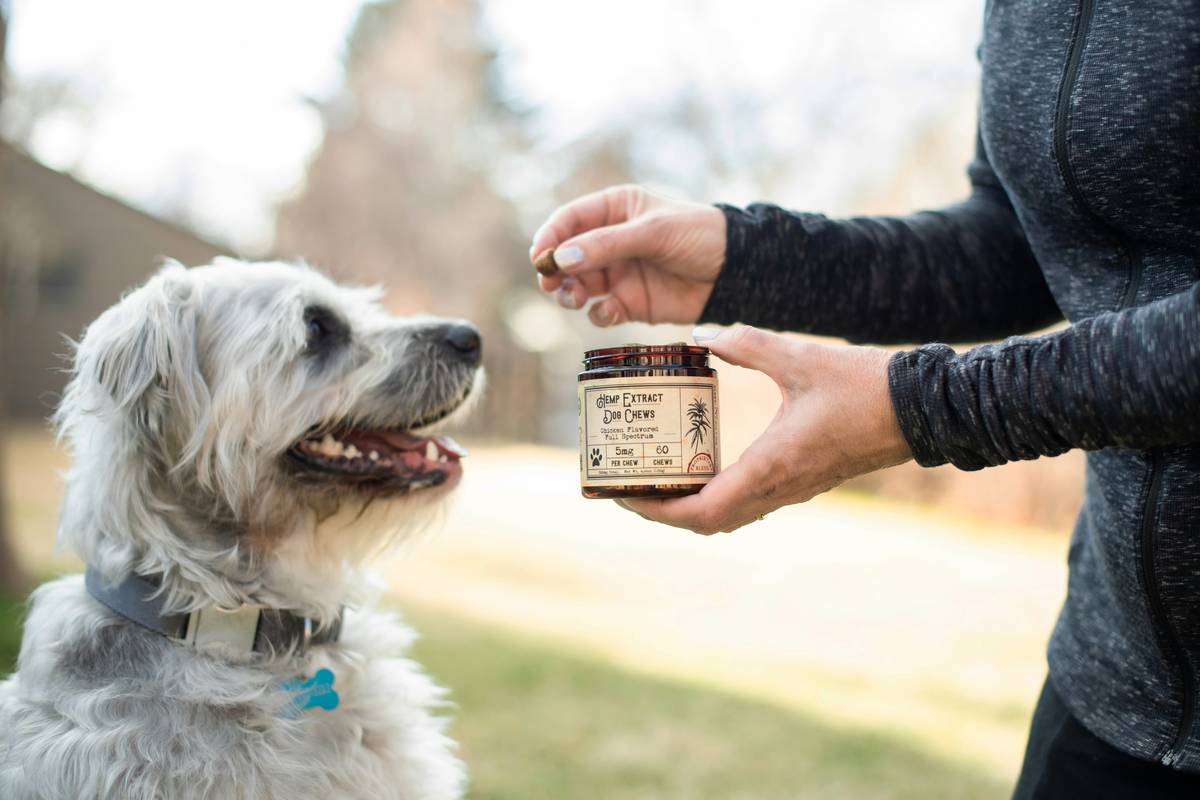 Happy golden retriever eating food mixed with organic brand of seaweed capsules for improved coat and vitality