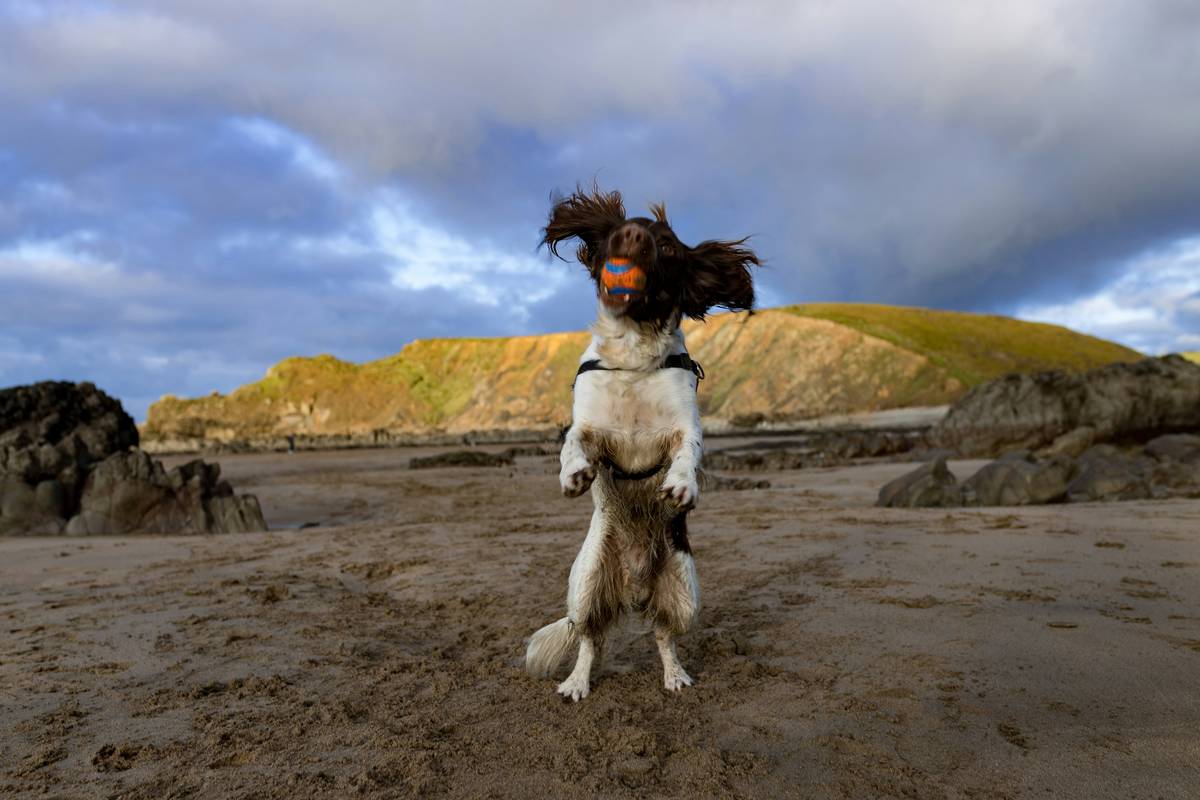 Seaweed for Dogs Skin: The Ocean’s Secret to a Lustrous Coat (Backed by Science & My 8-Year Journey)