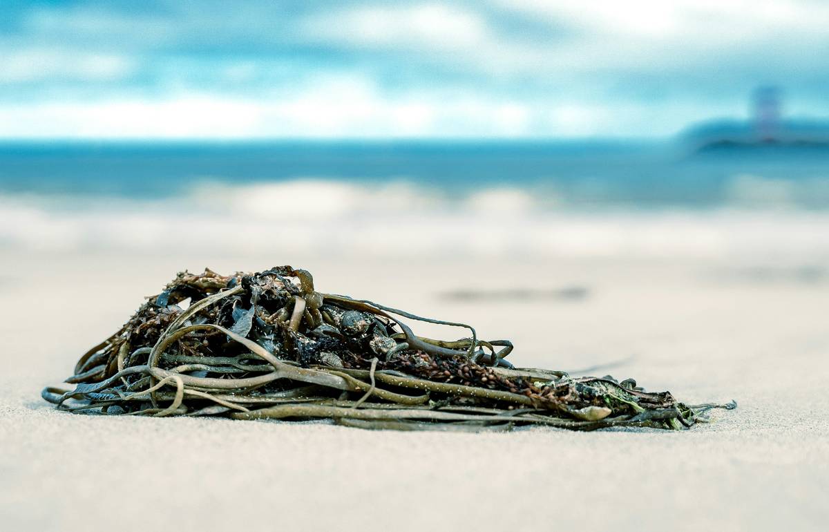 Seaweed for Skin Care: Why This Ocean Superfood Is Your Pet’s Secret to a Healthy, Itchy-Free Coat