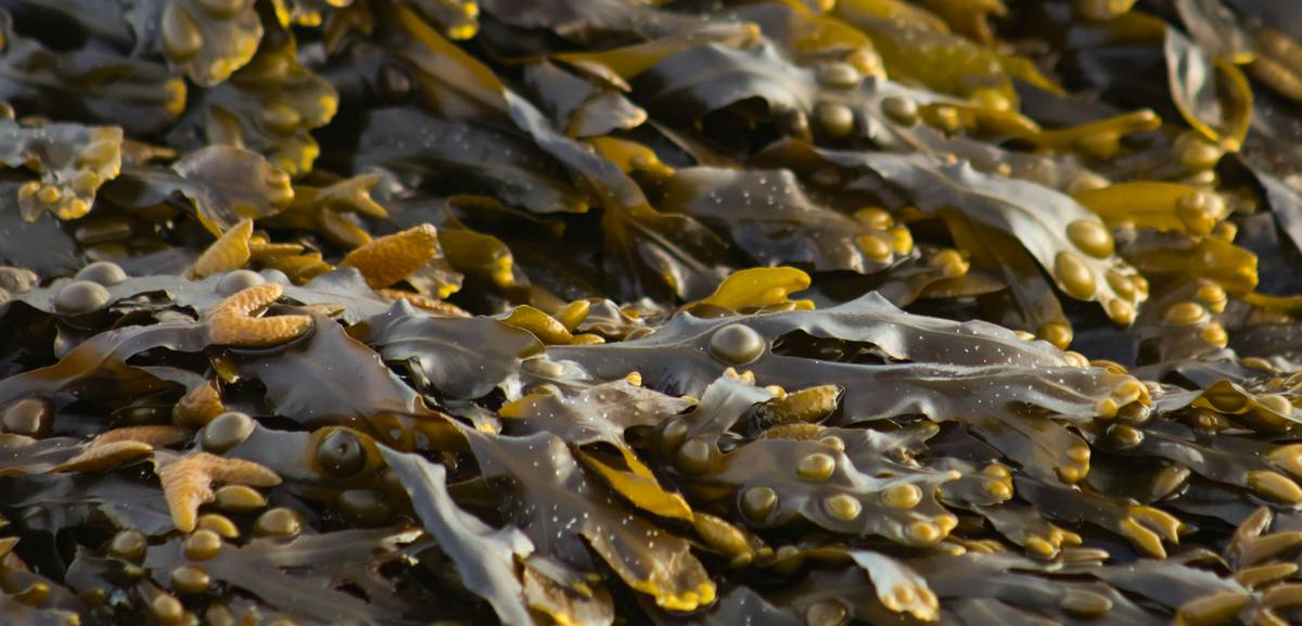 Close-up of dried seaweed supplements for pets produced through sustainable seaweed farming for sustainable food practices