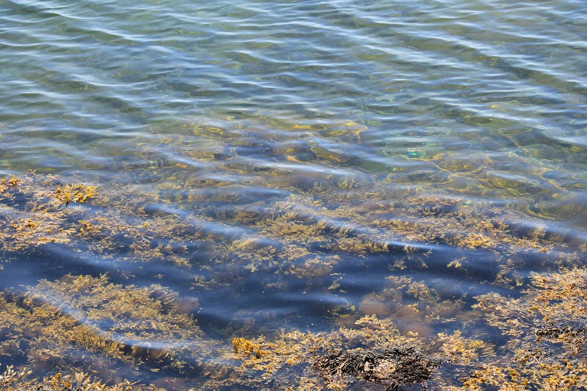 Close-up of organic-certified seaweed powder with certification label – will the seaweed be organic