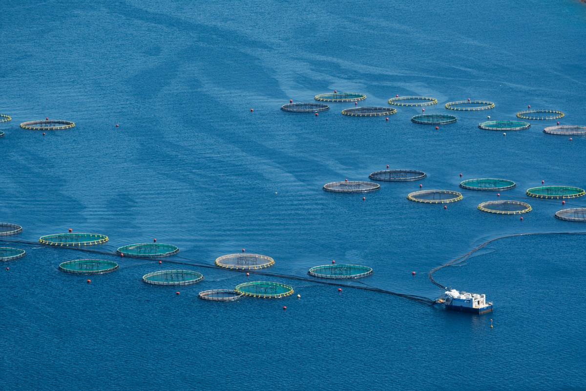 sustainability seaweed sustaining world answer key - comparison of pet supplement environmental impacts