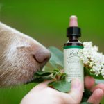Why Seaweed Extract for Skin Is the Underrated Secret to a Glossy, Itch-Free Pet Coat