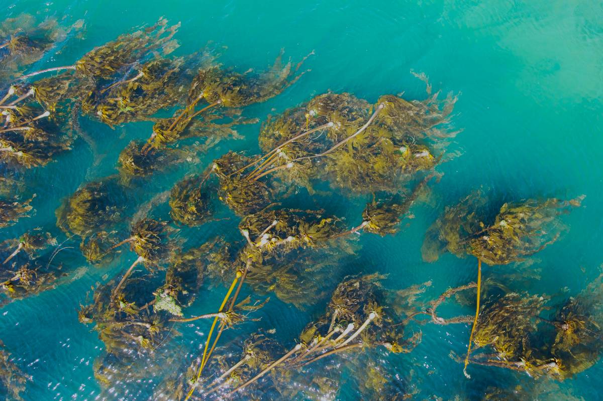 Why Sustainability Seaweed? What Are Benefit Of Adding It to Your Pet’s Diet