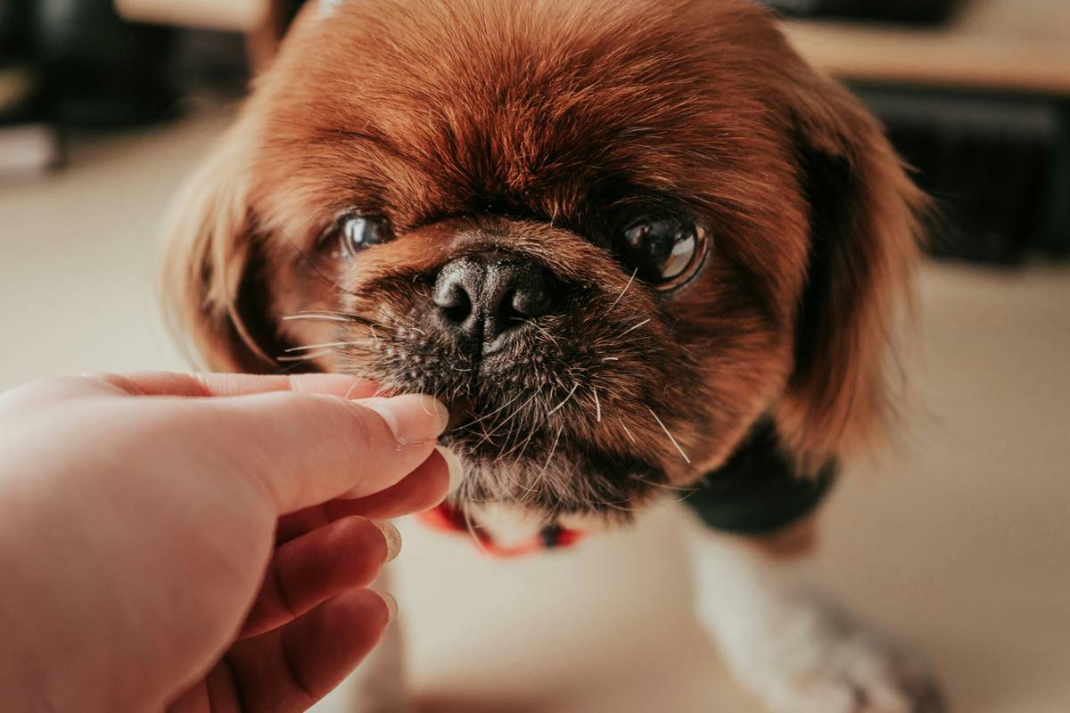 Why Your Pet Needs an Organic Brand of Seaweed Capsules—And Why Most Owners Get It Wrong