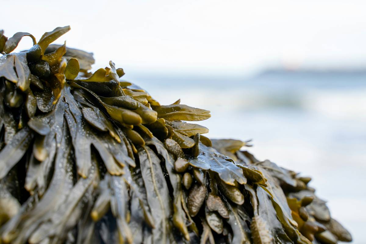 Will the Seaweed Be Sustainable? What Pet Parents Must Know About Seaweed Supplements